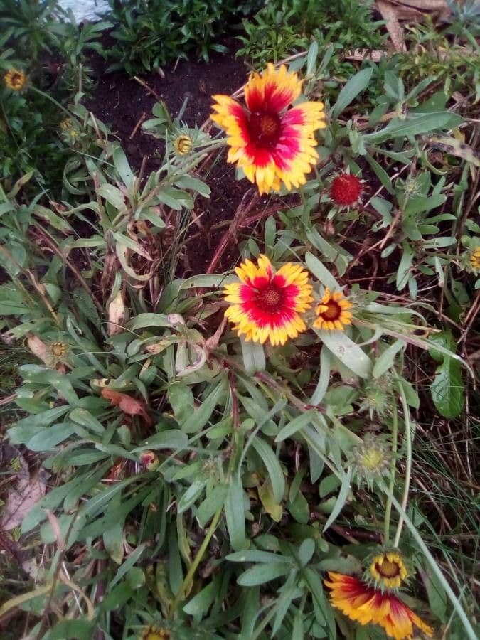 Gaillardia 9