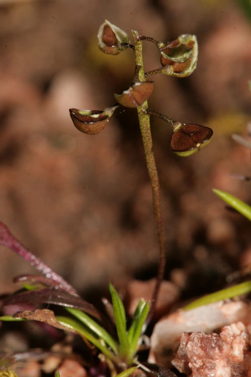Teesdalia coronopifolia 2