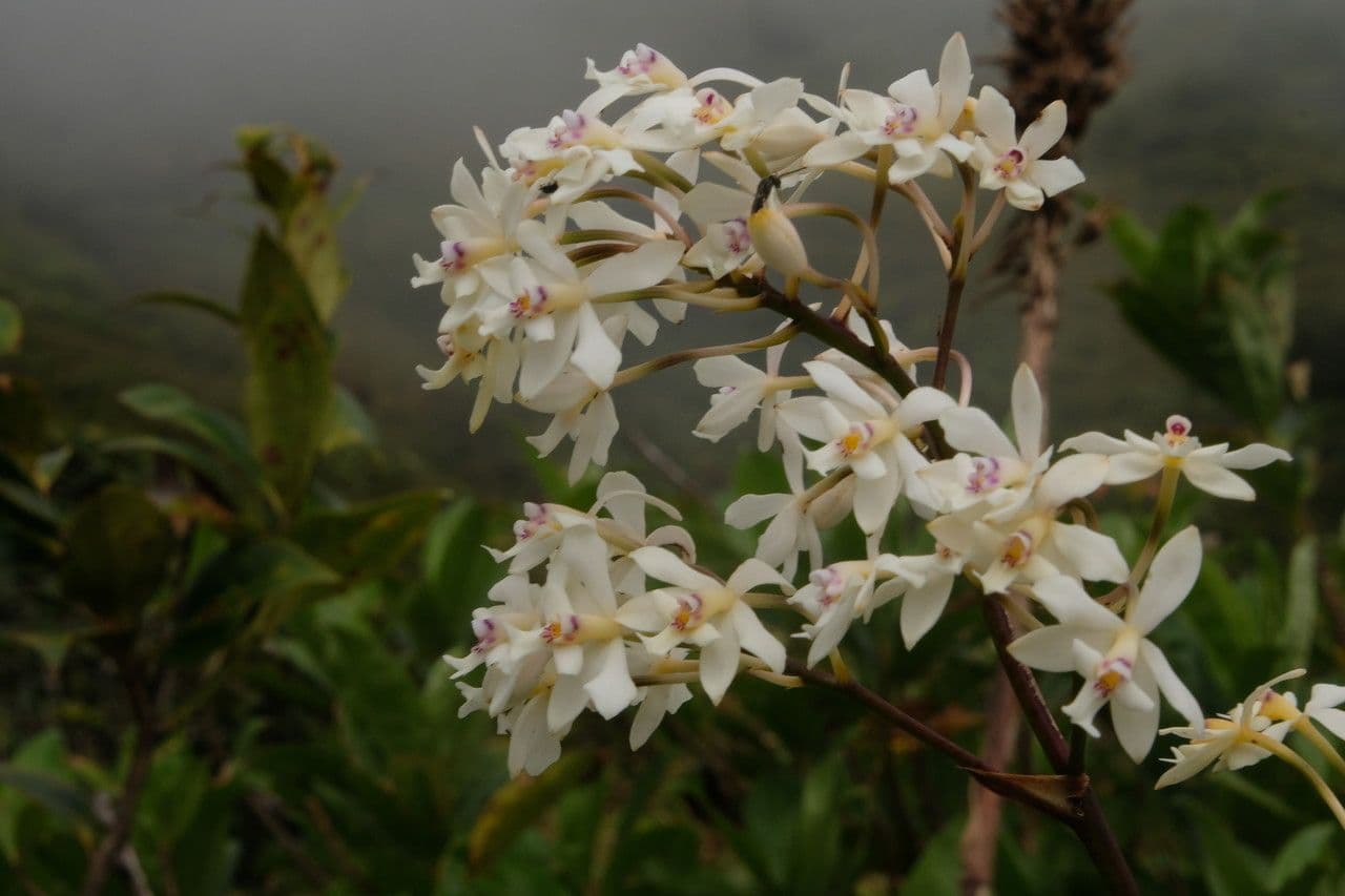 Epidendrum patens 4