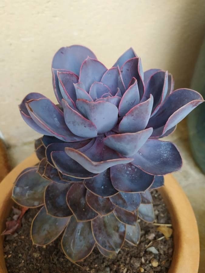 Echeveria 8