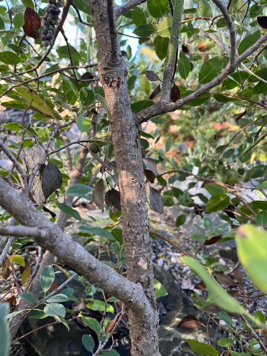 Garrya flavescens 4
