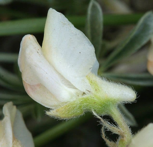 Lupino a sperone lungo 4