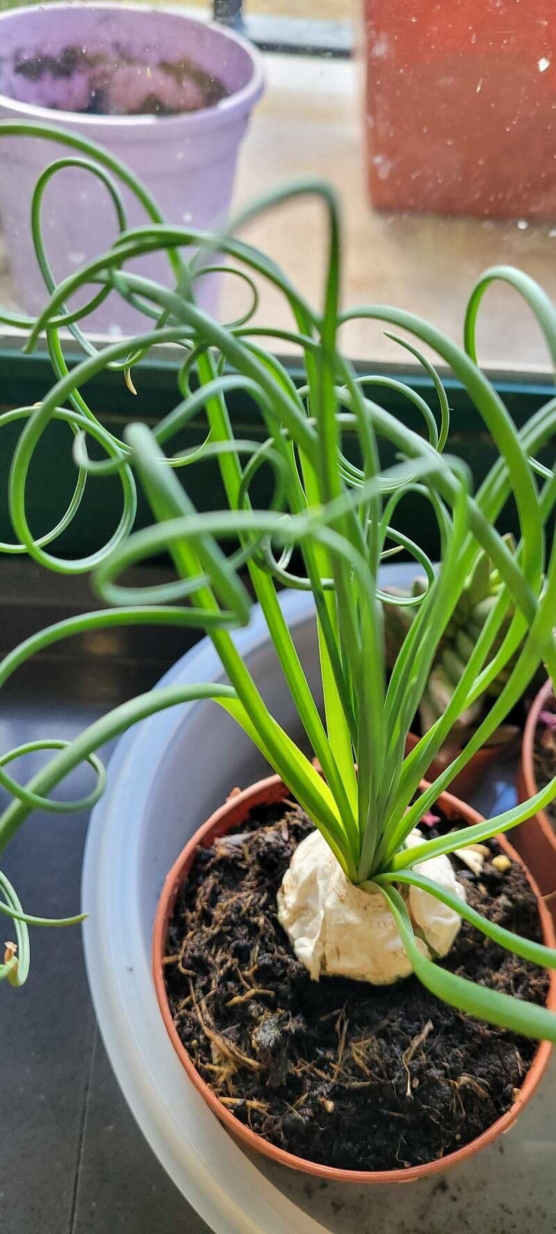 Albuca 12