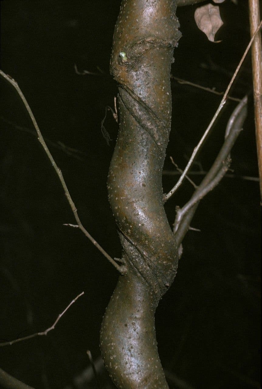 Kadsura giapponese 8
