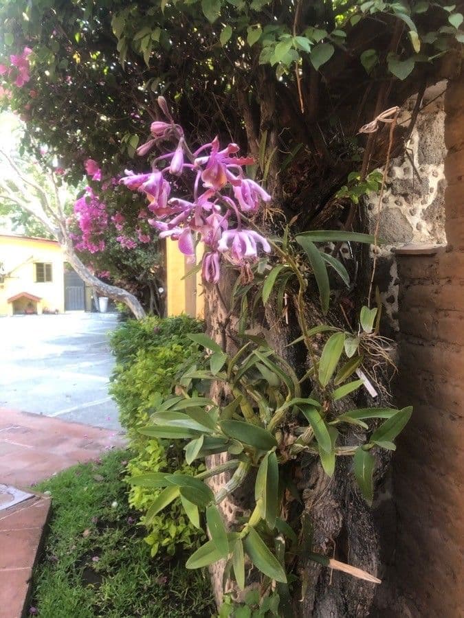 Orchidea formica 8