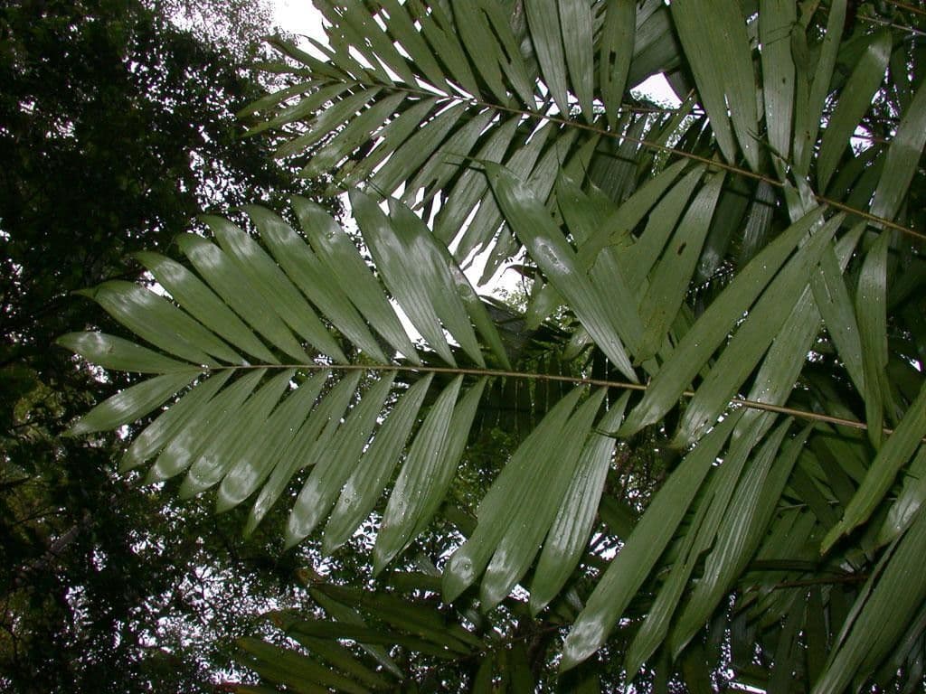 Bactris 9