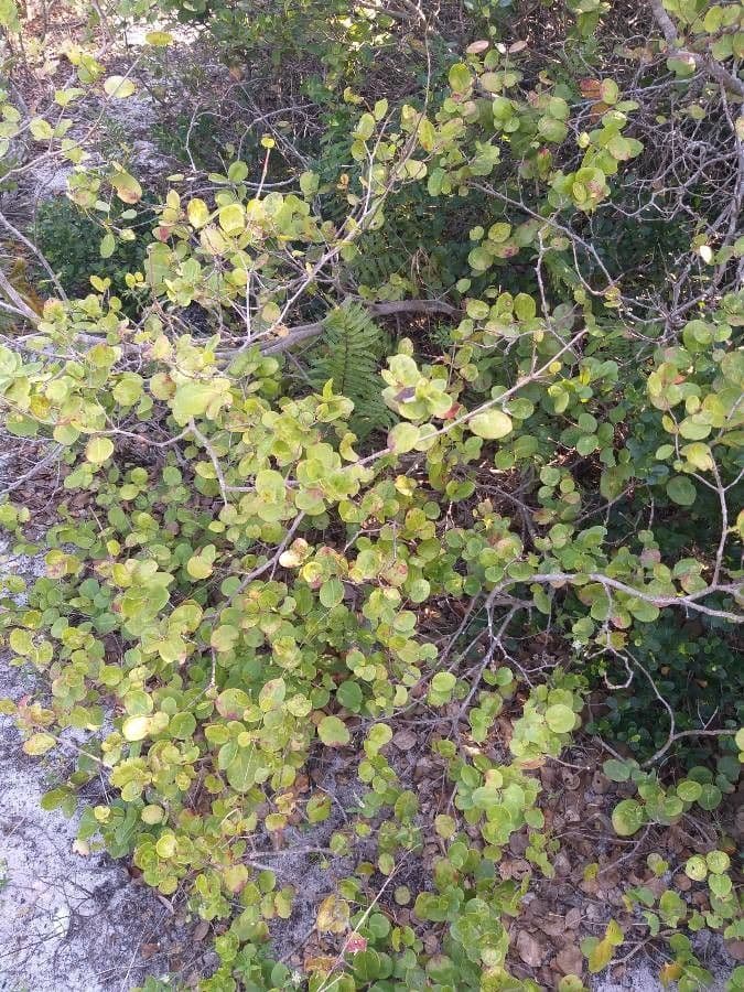 Erythroxylum 2