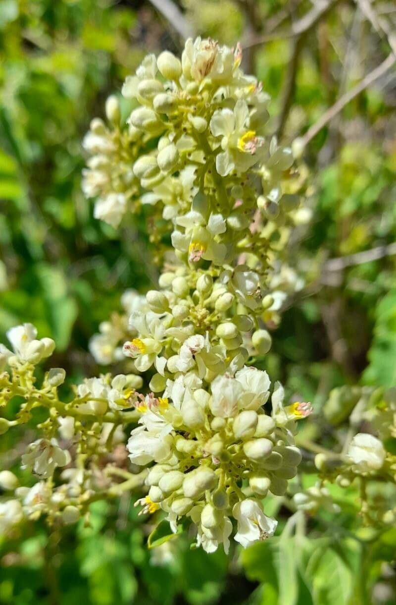 Serjania glabra 3