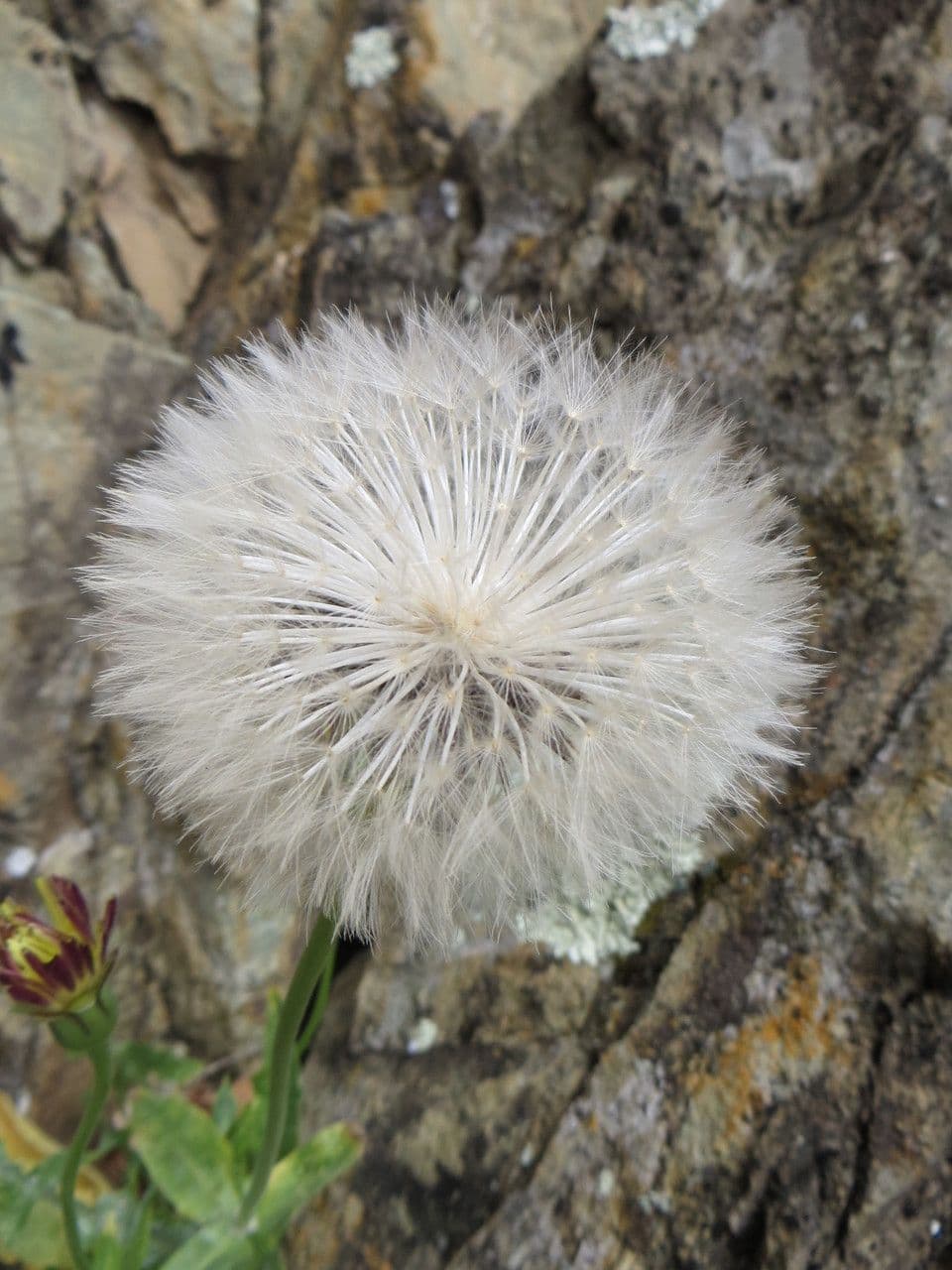 Hyoseris radiata 4
