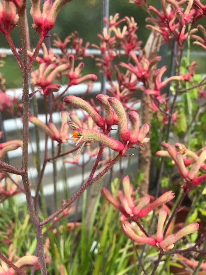 Anigozanthos 2
