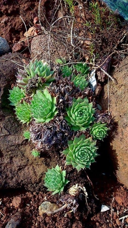 Semprevivo maggiore 12