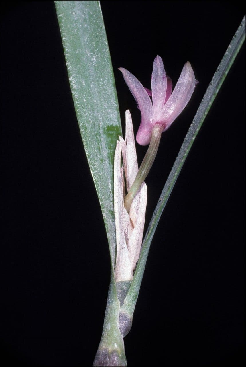 Scaphyglottis 5