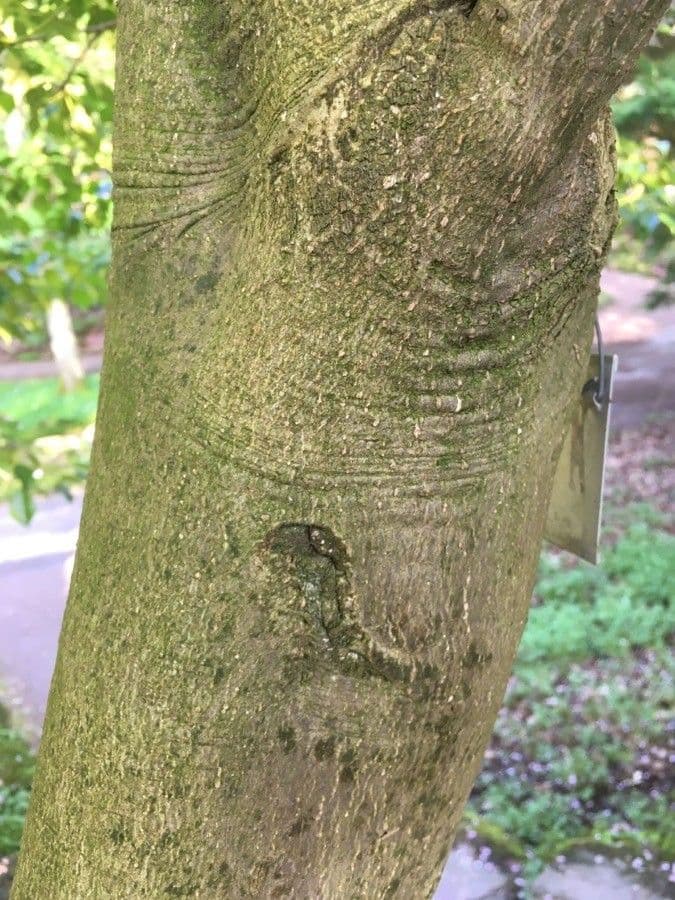 Trochodendron 23