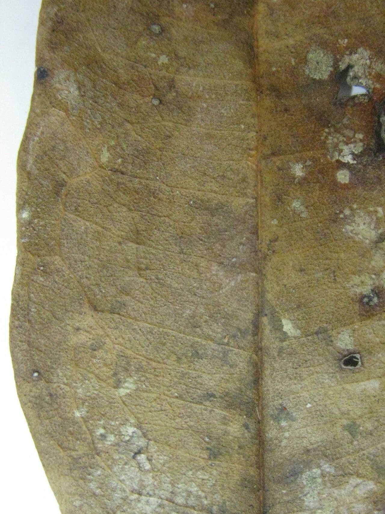 Pachira 8