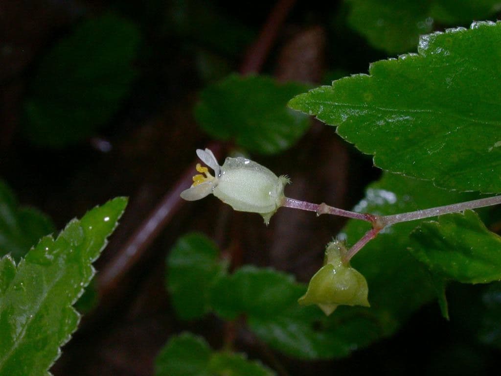 Begonia 7