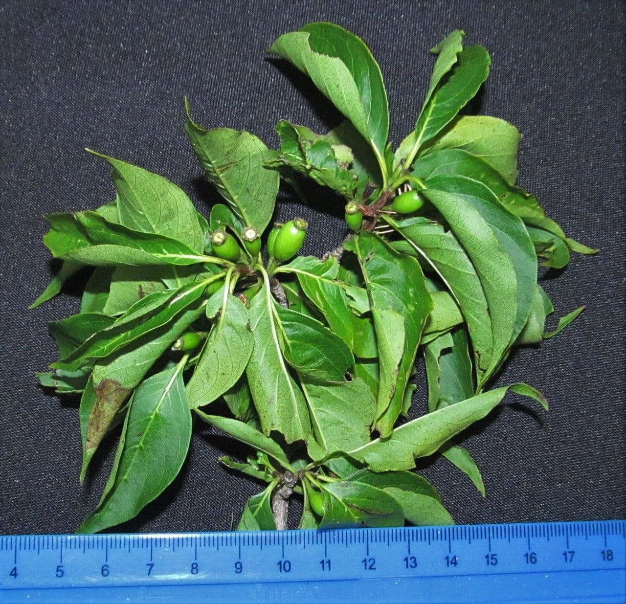 Exostema 22