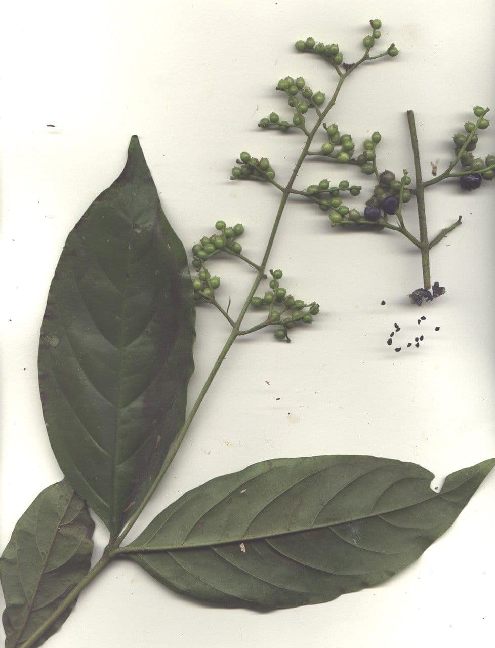 Bertiera 12