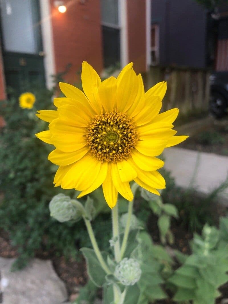 Asch-Sonnenblume 2