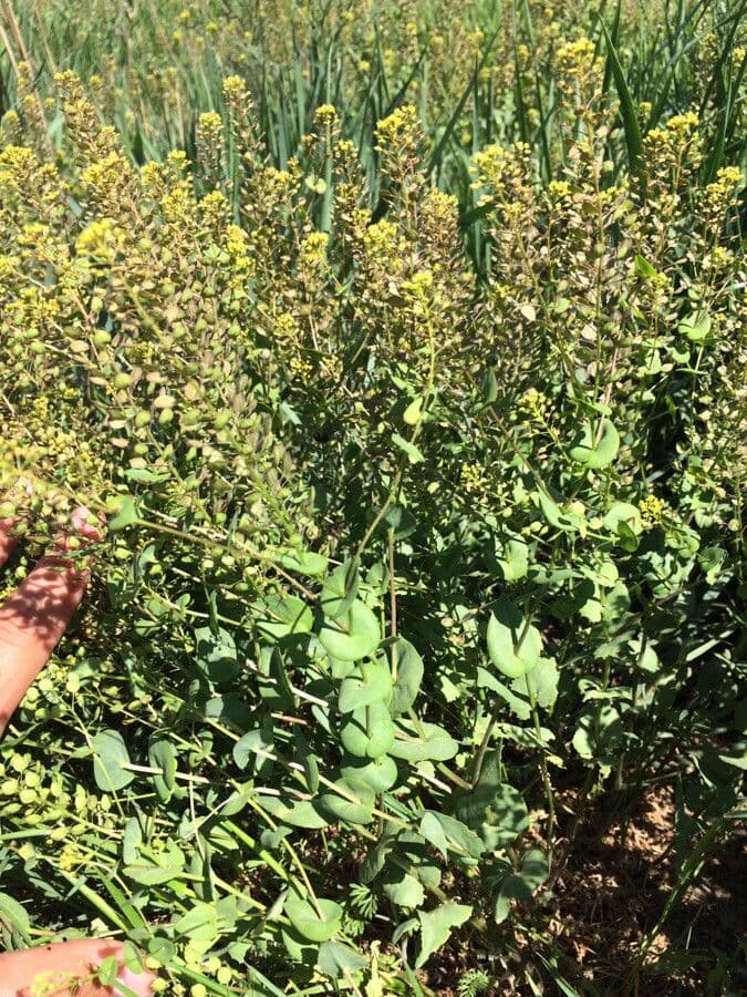 Lepidium perfoliatum 16