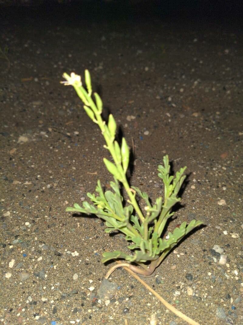 Notoceras bicorne 5