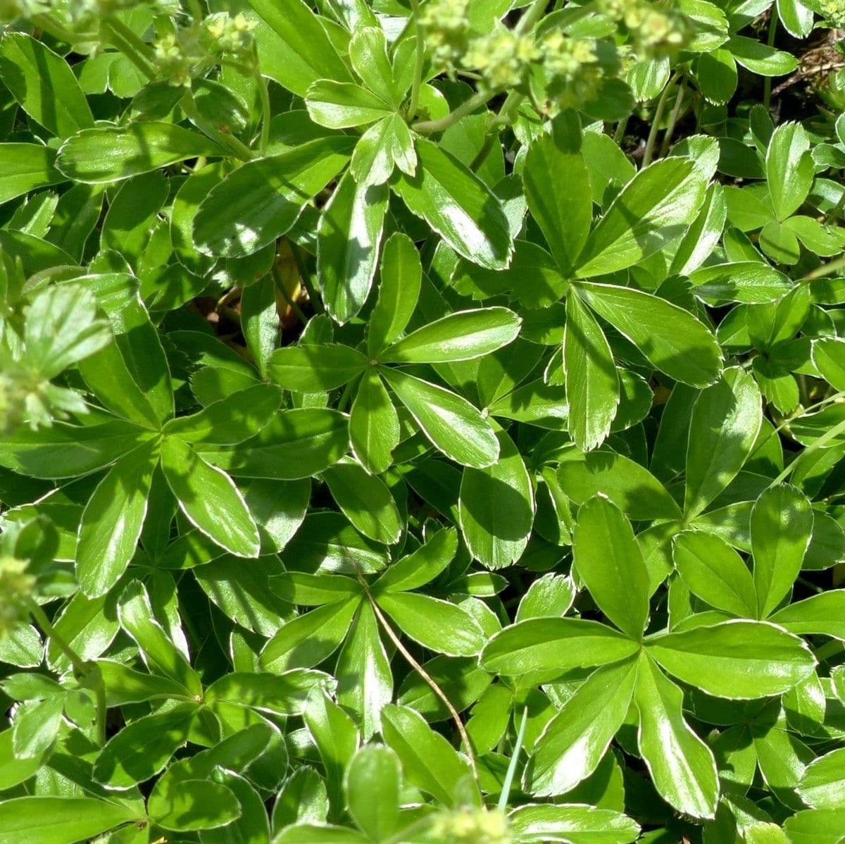 Alchemilla saxatilis 11