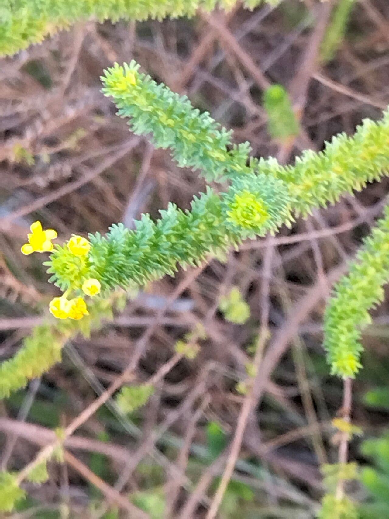Euryops 6