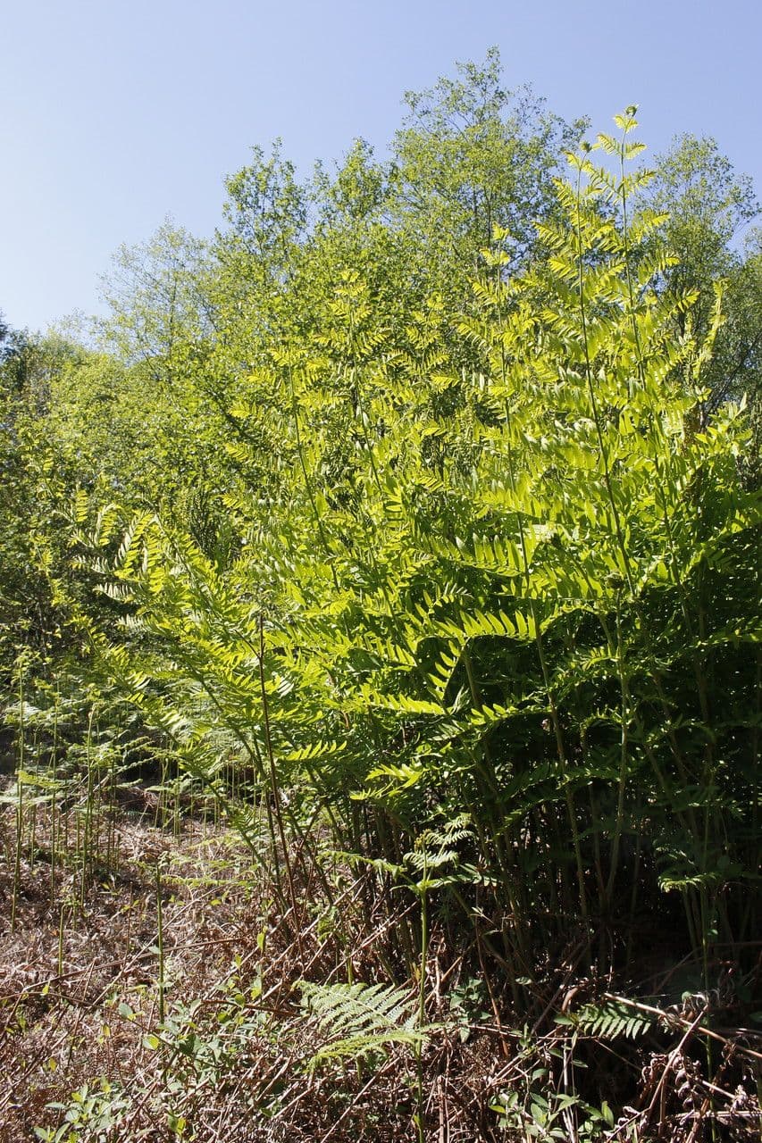 Długosz królewski 12