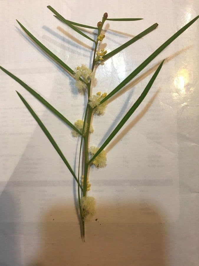 Acacia saligna 20