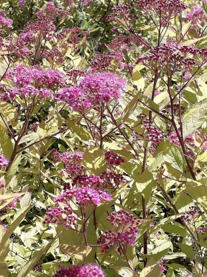 Spirea del Giappone 28