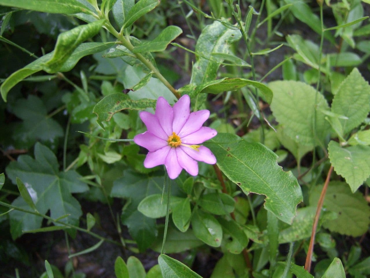 Sabatia gentianoides 5