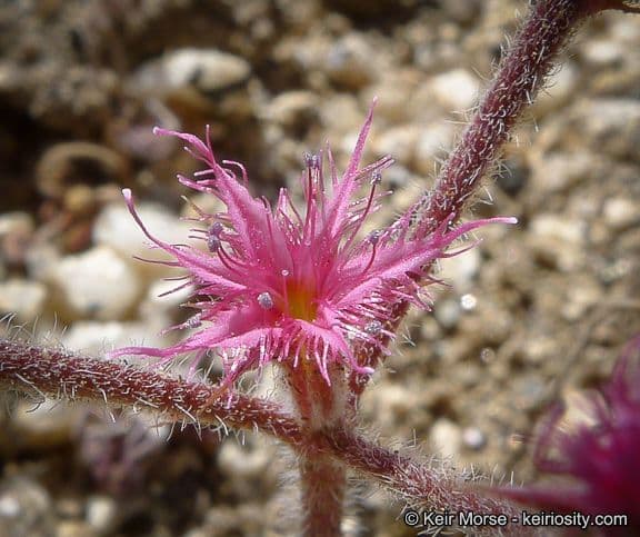 Chorizanthe 4
