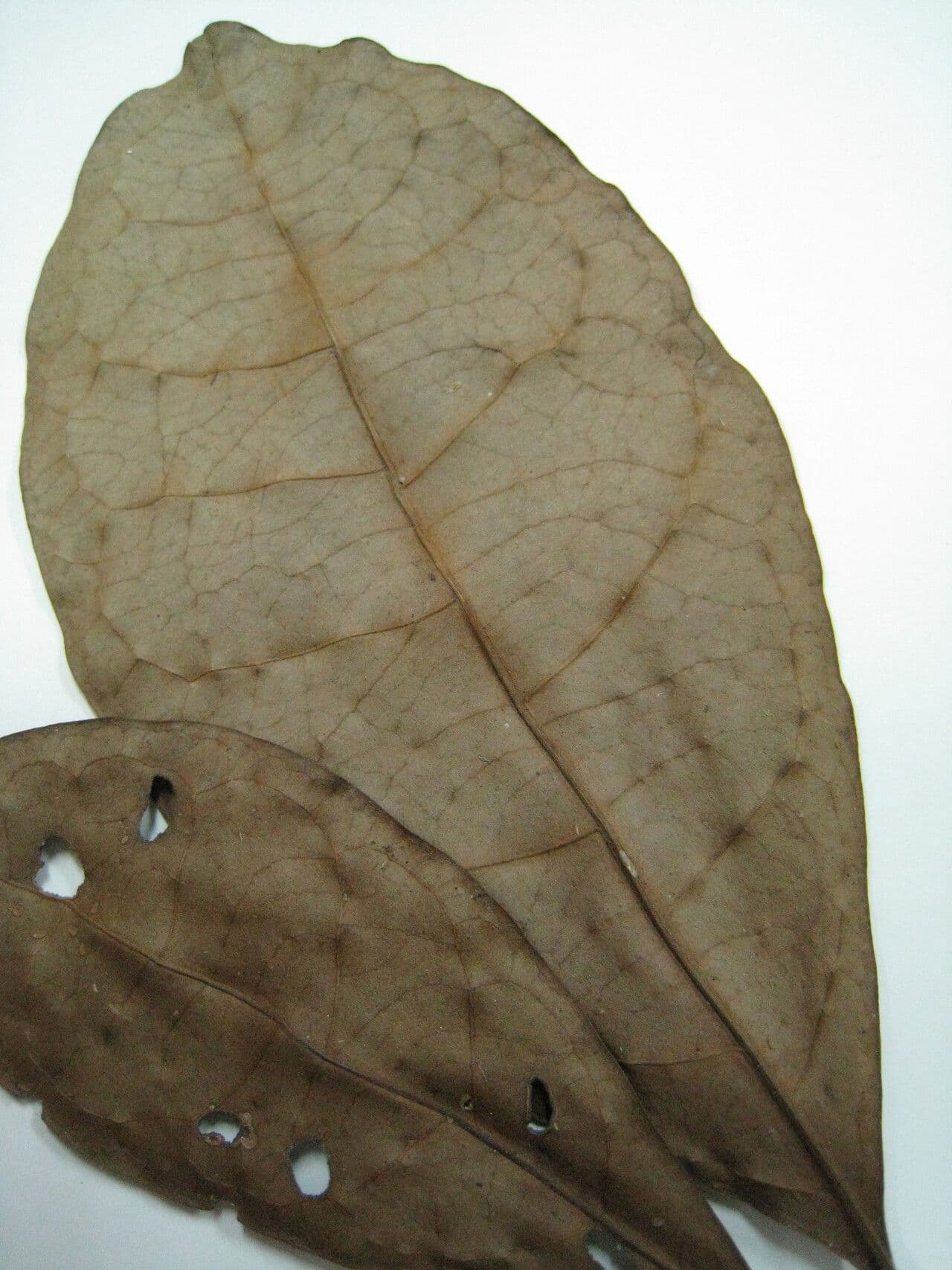 Byrsonima 8