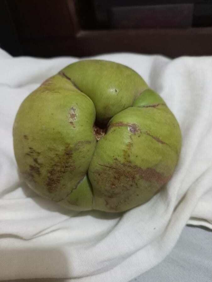 Dillenia indica 3