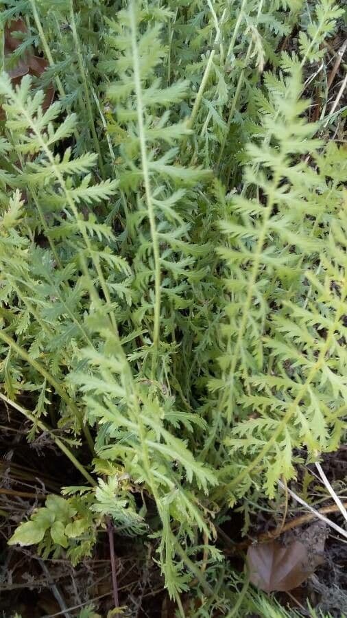 Achillea filipendula 14