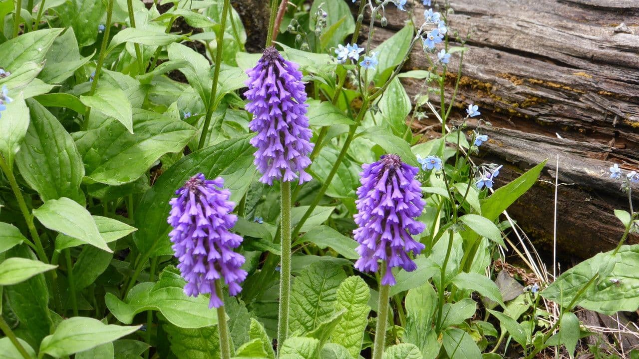 Primula 4