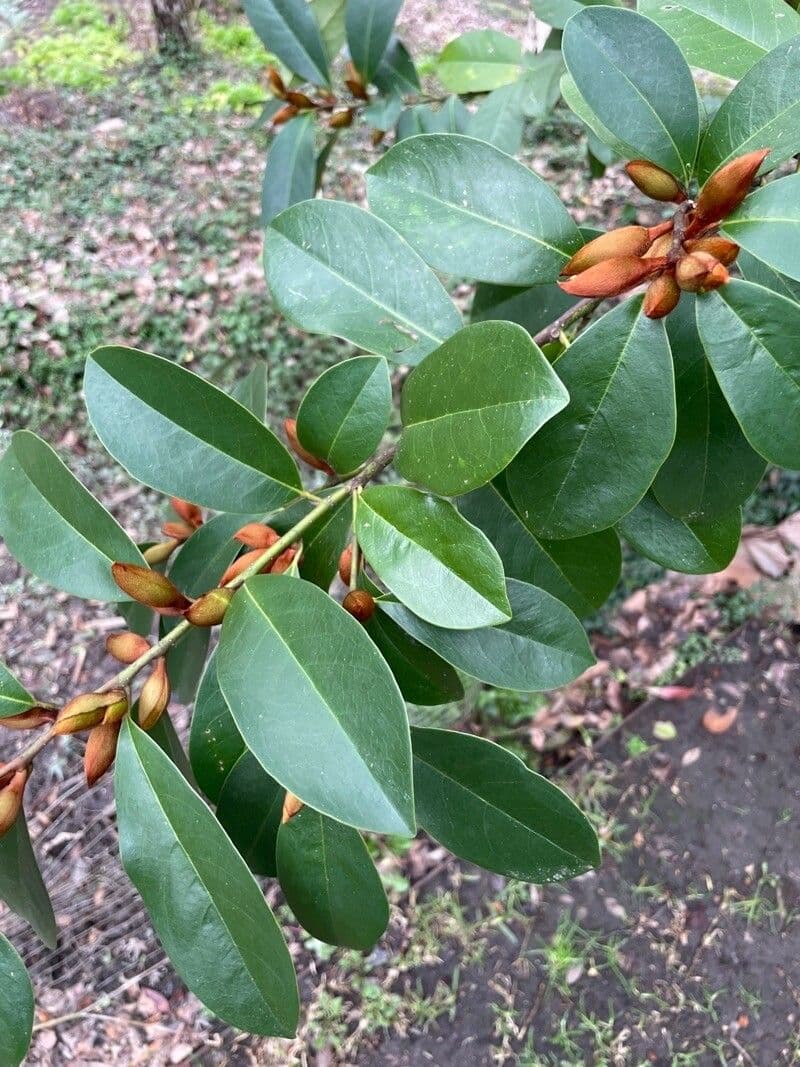 Magnolia 11