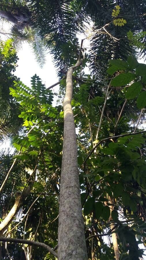 Acrocarpus 6