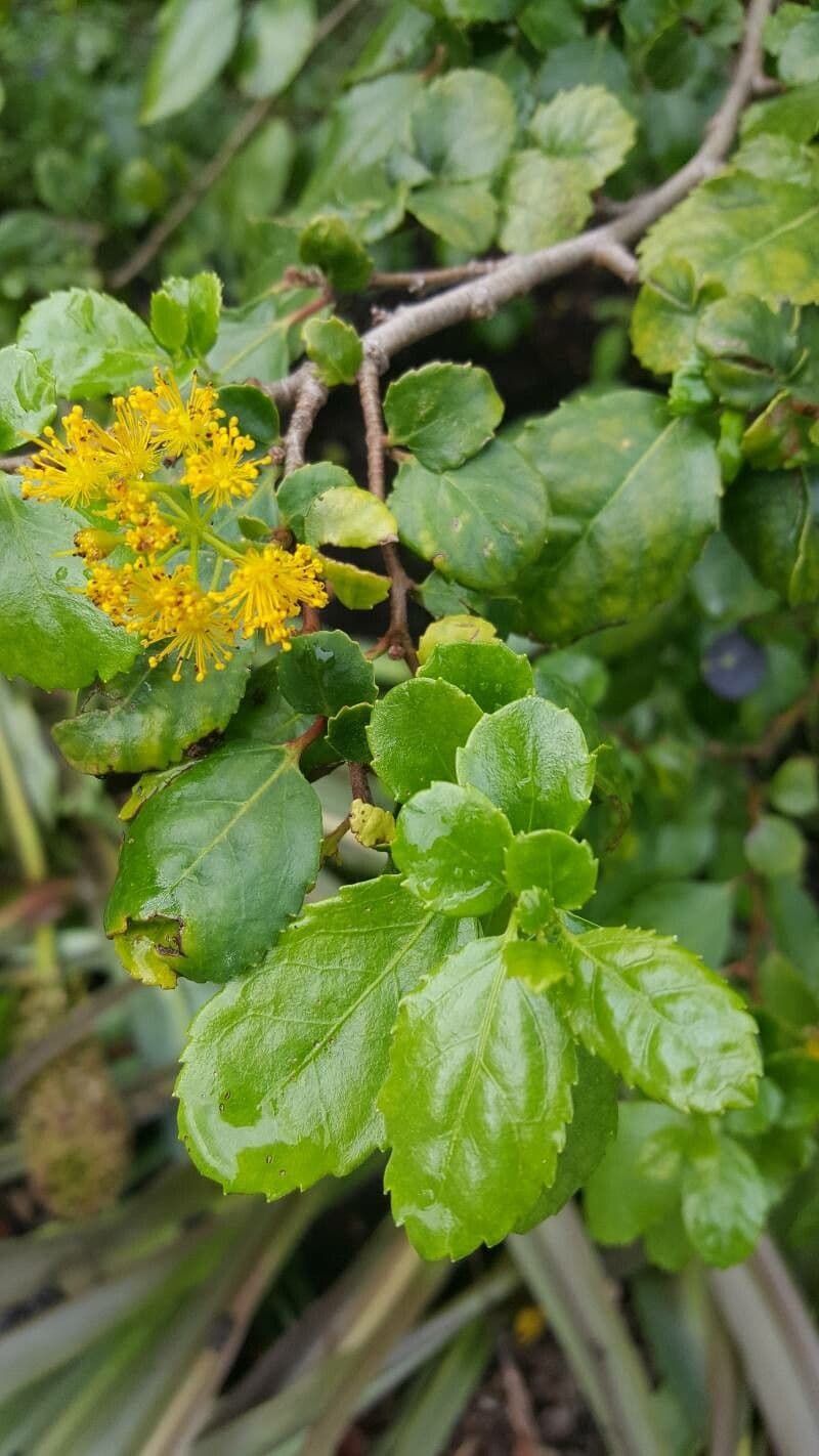 Azara 8