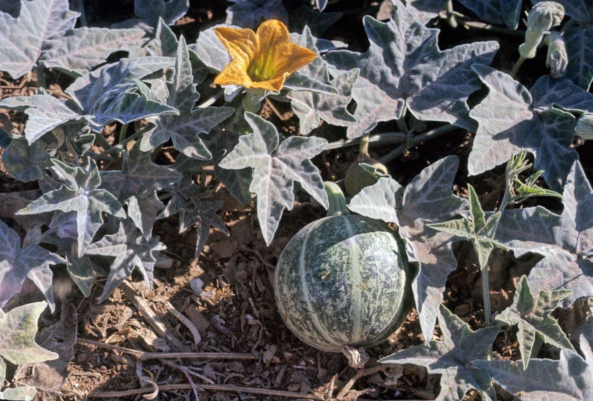 Zucchetta palmata