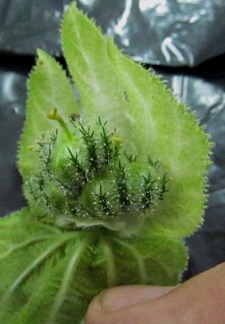 Dalechampia 3