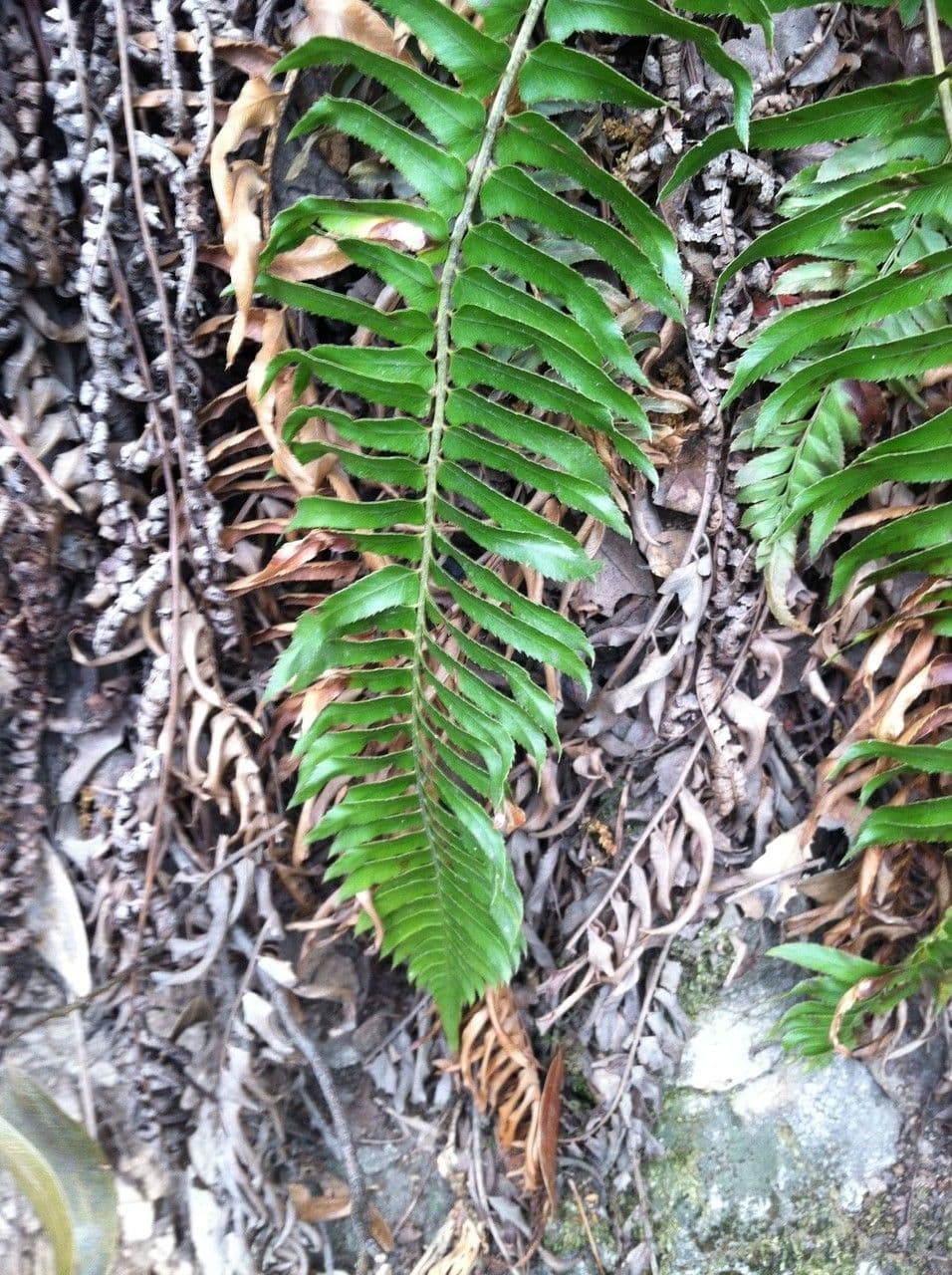 Polystichum imbricans 7