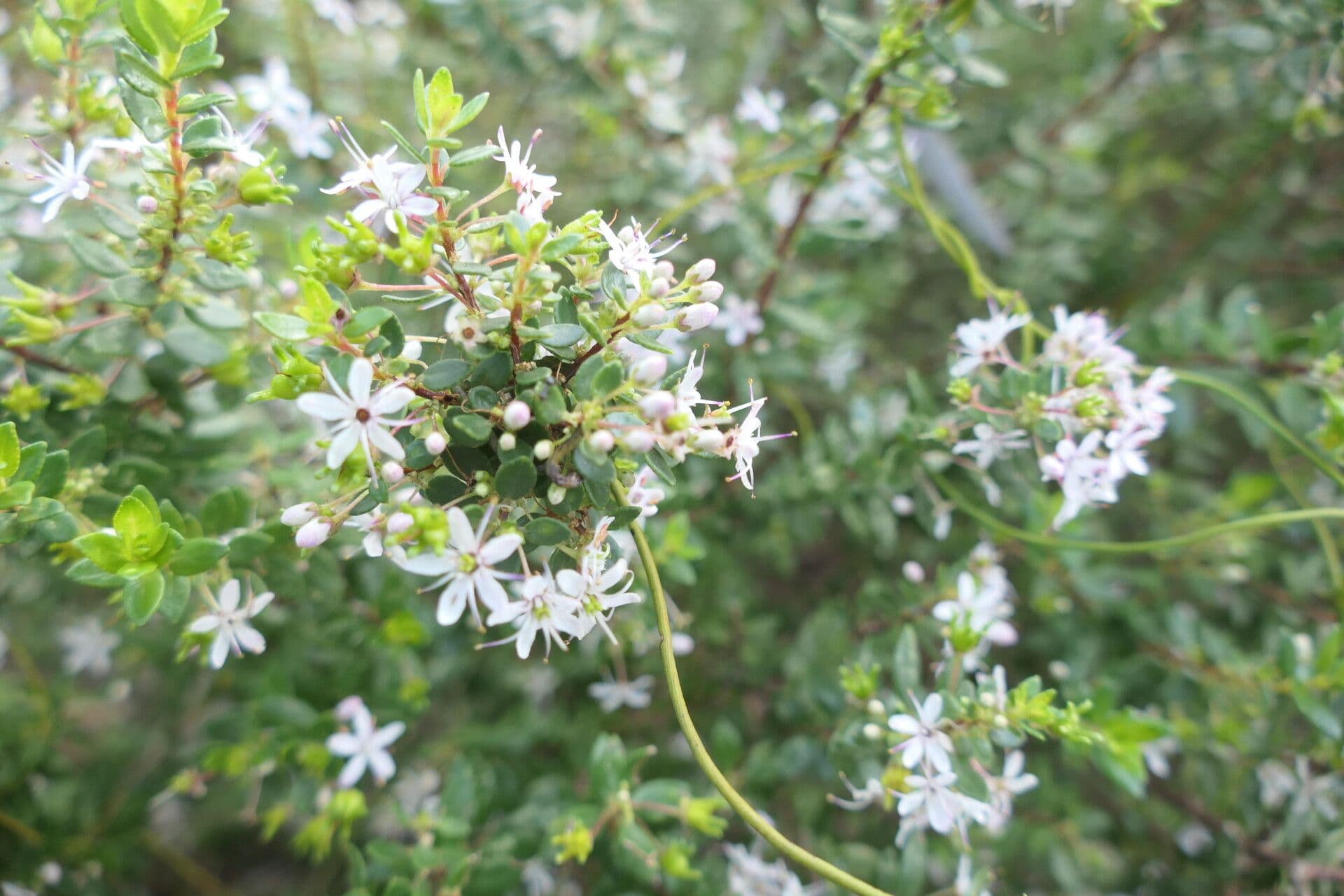 Agathosma