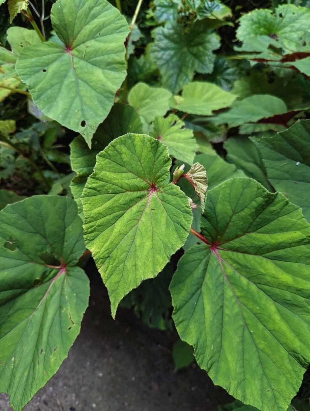 Begonia 19