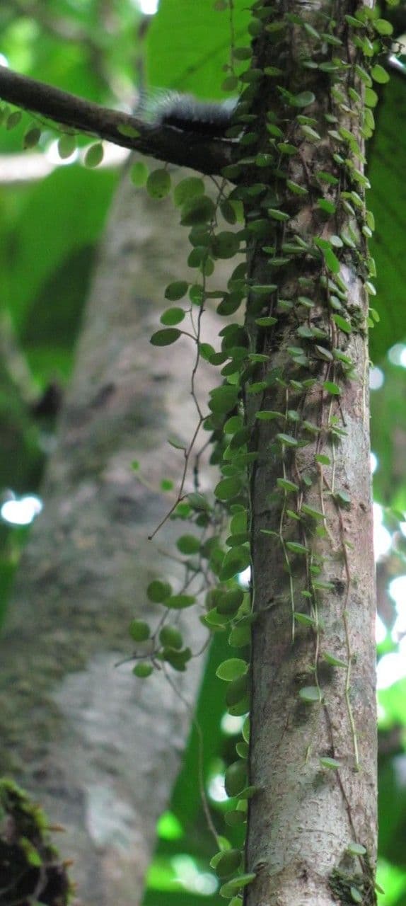 Peperomia 20