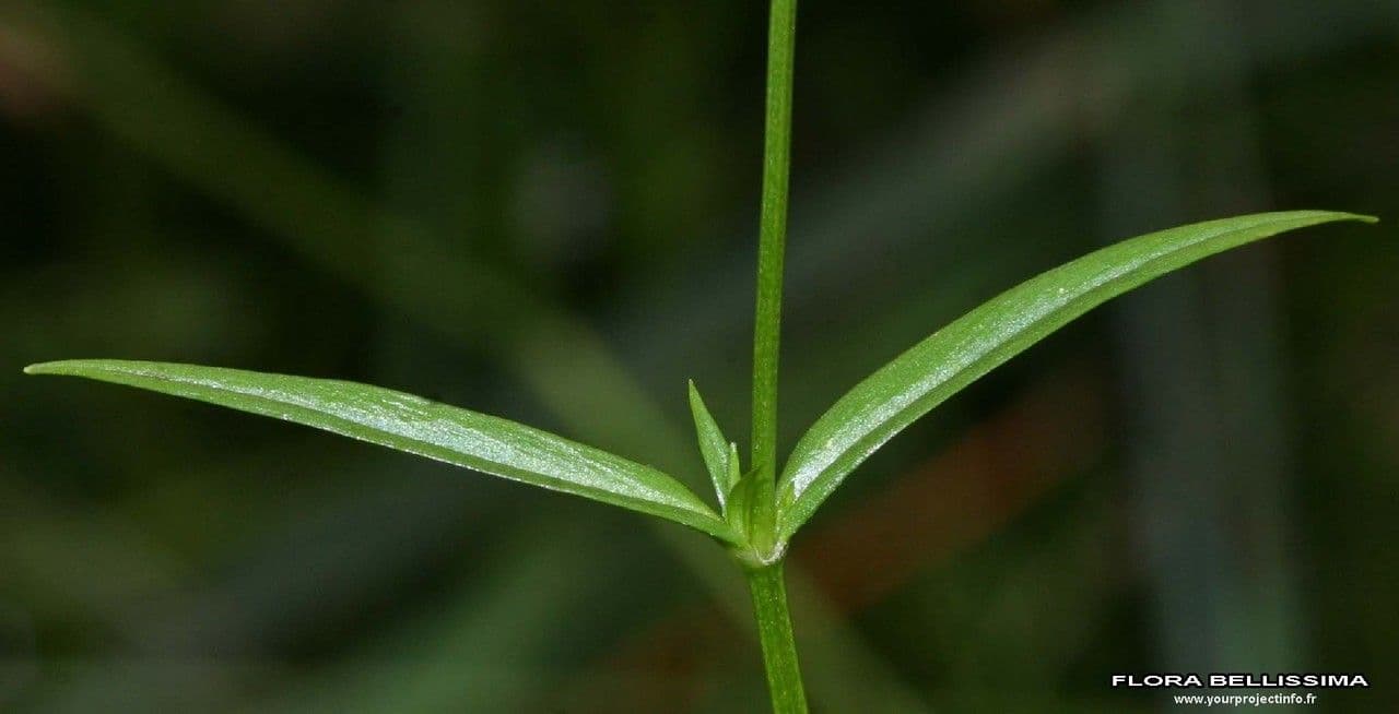 Estelaria 25