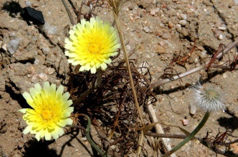 Malacothrix californiana 6