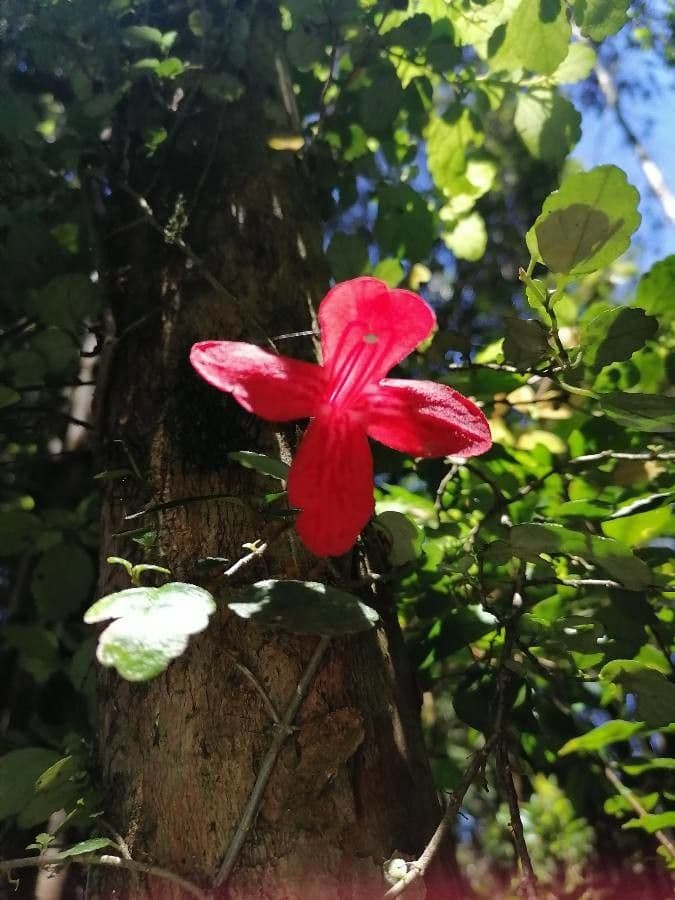 Asteranthera 6