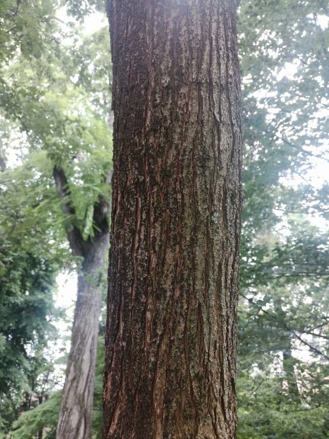 Candleberry-tree 29