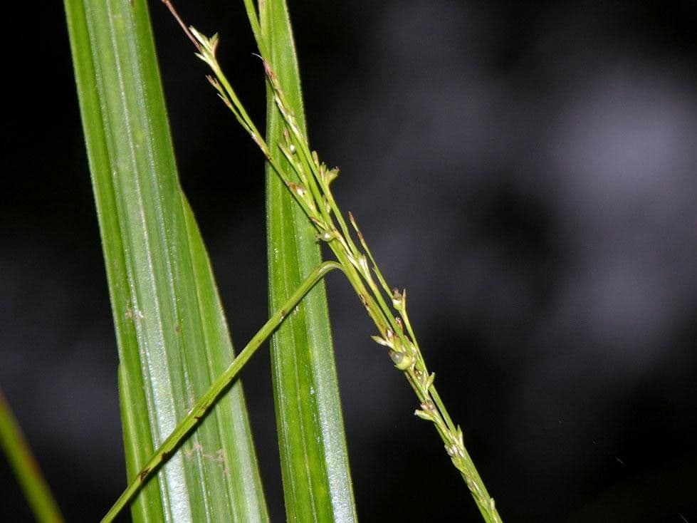 Scleria a piccoli frutti 8