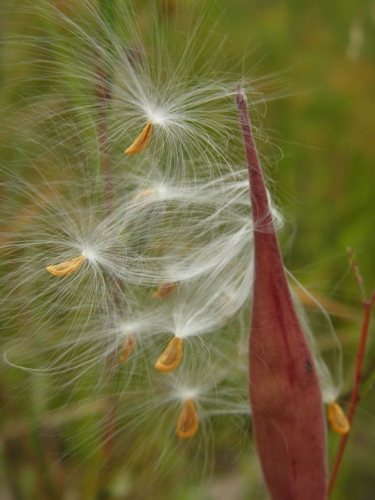 Asclepias